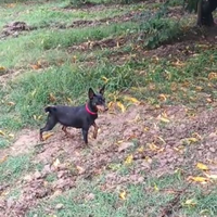 Cuccioli di Pinscher