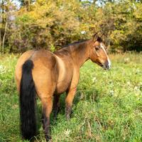 Cavalla Incrocio Quarter x Criollo