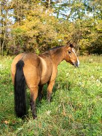 Cavalla Incrocio Quarter x Criollo