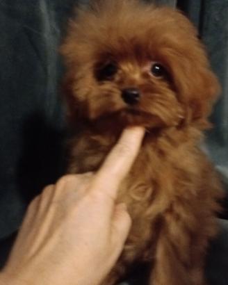pomapoo 