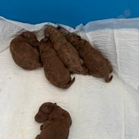 Barboncini toy e mini toy