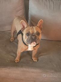 Bulldog francese