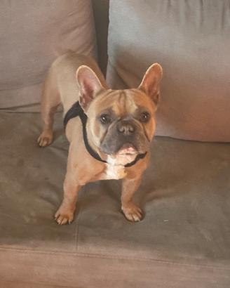 Bulldog francese