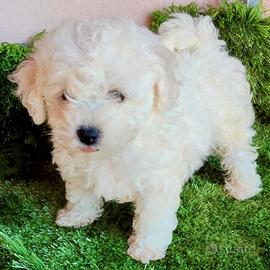 Cuccioli di BICHON Á POIL FRISÉ con Pedigree ENCI