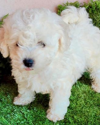 Cuccioli di BICHON Á POIL FRISÉ con Pedigree ENCI