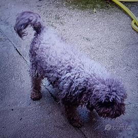 Cane da tartufo Lagotto femmina