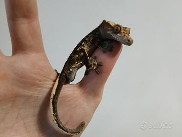 Correlophus ciliatus Harley dalmatian