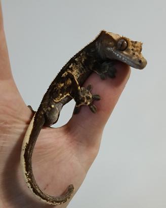 Correlophus ciliatus Harley dalmatian