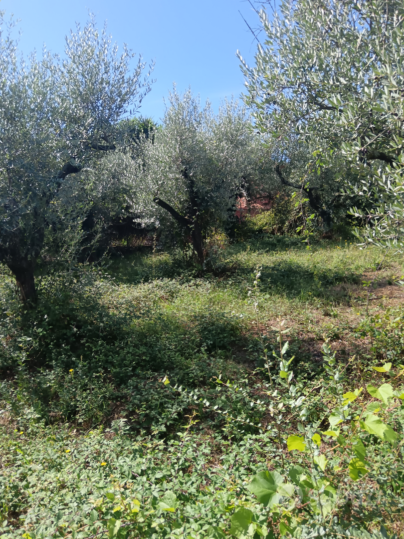 Terreno agricolo con Uliveto - Vista 3