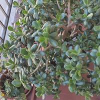 Pianta grassa grassula ovatta