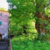 Casa Indipendente-Foresta incantata