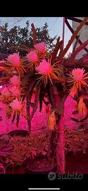 Dragon Fruit, pitaya cactus