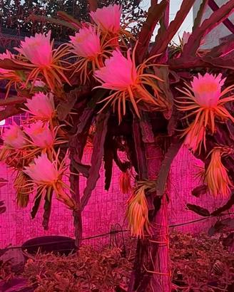 Dragon Fruit, pitaya cactus
