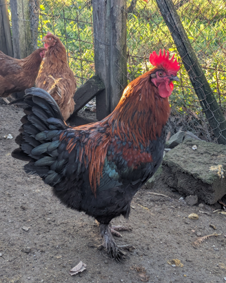 Galli marans puri