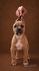 American Pitbull Terrier