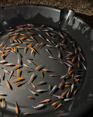 Medaka Oryzias Latipes