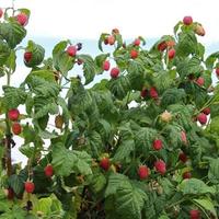 piante lamponi, more e mirtilli