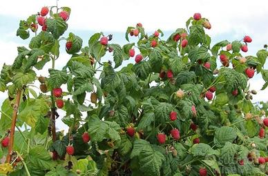 piante lamponi, more e mirtilli