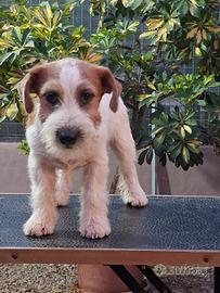 Jack russell terrier
