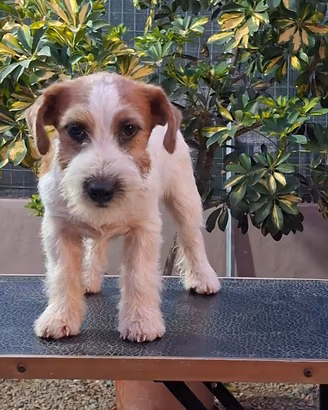 Jack russell terrier