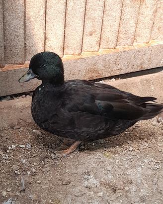anatra mignon maschio 
