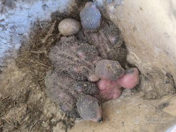 Inseparabili da imbecco