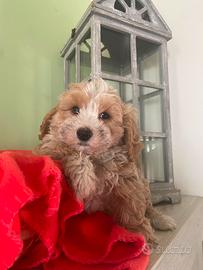 Cane maltipoo ( cuccioli disponibili)