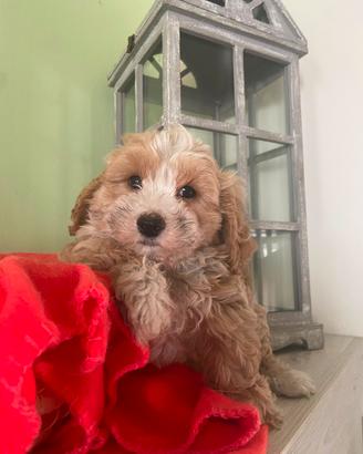 Cane maltipoo ( cuccioli disponibili)