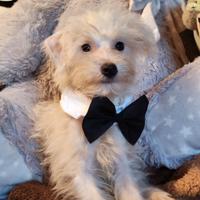 Maltipoo cucciolo