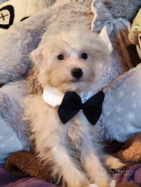 Maltipoo cucciolo