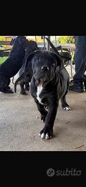Cuccioli di cane corso