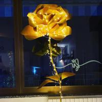 Rosa gigante