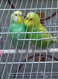 Coppie di cocorite e 2 inseparabili