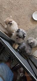 Cuccioli volpino Spitz