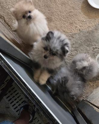 Cuccioli volpino Spitz