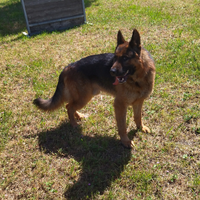 Cuccioli di Pastore Tedesco