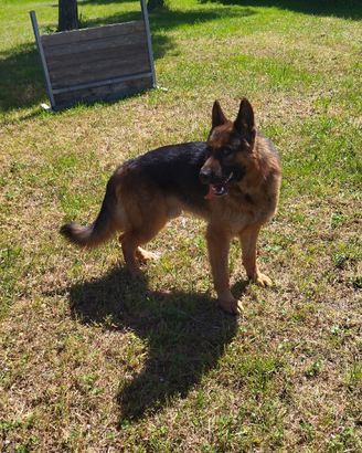 Cuccioli di Pastore Tedesco