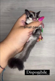 Petauri dello zucchero