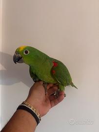 Pappagallo amazzone fronte gialla baby pullo