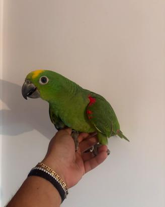 Pappagallo amazzone fronte gialla baby pullo