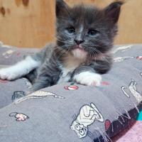 Cuccioli Maine Coon con Pedigree