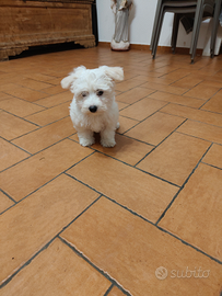 Cucciolo di Maltese