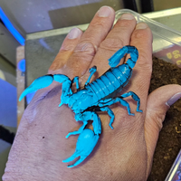 Scorpione asiatico gigante