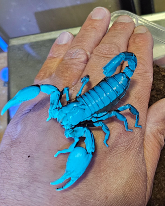 Scorpione asiatico gigante