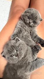 Gattini Scottish Fold Blue