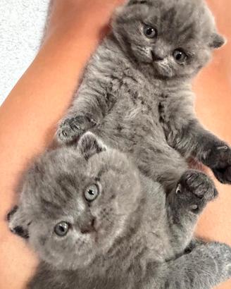 Gattini Scottish Fold Blue