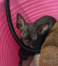 sphynx gatto nudo