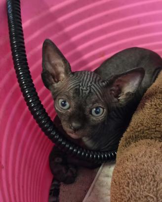 sphynx gatto nudo
