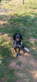 Cucciolo setter inglese