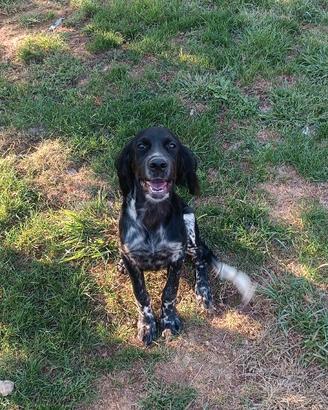 Cucciolo setter inglese